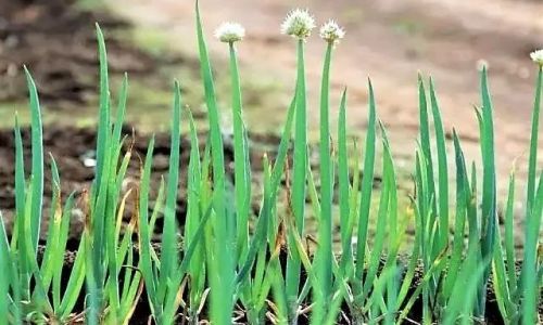 The Optimal Growth Environment for Green Onions:A Comprehensive Analysis