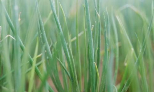 The Optimal Growth Environment for Green Onions:A Comprehensive Analysis