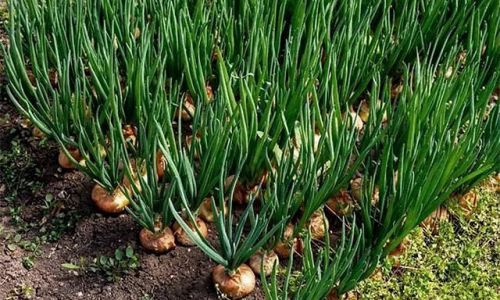 The Optimal Growth Environment for Green Onions:A Comprehensive Analysis