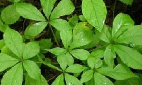 The Ultimate Guide to Drying Acanthopanax Leaves:Techniques,Tips,and Traditional Wisdom