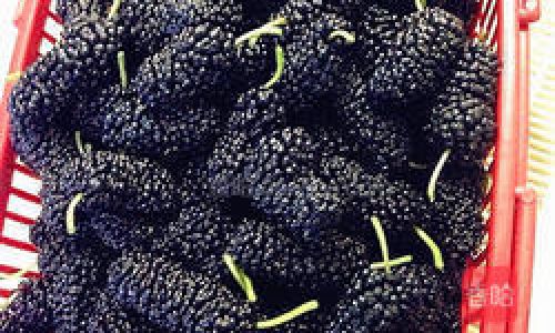 How to Craft Exquisite Thorny Mulberry Wine:A Step-by-Step Guide to Preserving Nature’s Sweetness