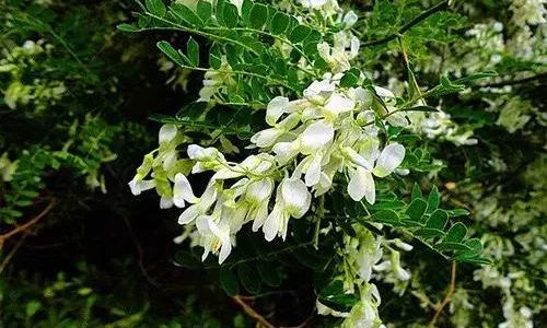 How to Prepare and Cook Aralia elata CìNǎo Bāo)for a Delicious and Nutritious Meal