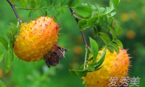 A Comprehensive Guide to Crafting Rosehip Wine:From Harvest to Bottling