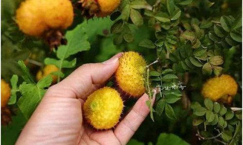 A Comprehensive Guide to Crafting Rosehip Wine:From Harvest to Bottling