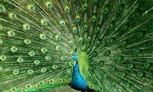 The Enigma of Female Peacock Plumage:Do Peahens Ever Display Their Feathers?