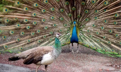The Enigma of Female Peacock Plumage:Do Peahens Ever Display Their Feathers?