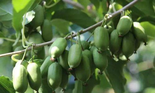 Discovering the Delights of Eating Soft Dates:A Culinary Exploration