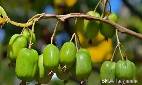 Can You Eat the Skin of Soft Dates?An In-Depth Exploration