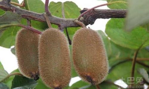 Can Soft Kiwifruits Be Stored in the Refrigerator?