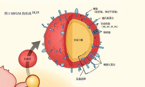 Understanding Butterfat:What It Means and Its Various Applications