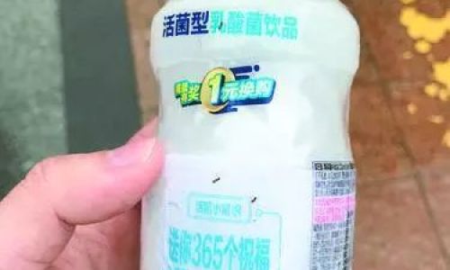 The Effects of Not Refrigerating Lactobacillus:Will It Spoil Overnight?