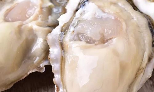 The Peak Season for the Fattest Laoshan Oysters:A Culinary Delight Unveiled