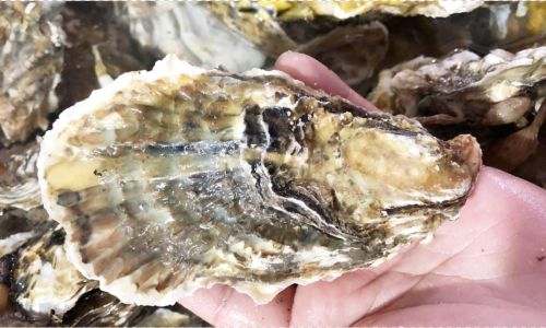 The Peak Season for the Fattest Laoshan Oysters:A Culinary Delight Unveiled
