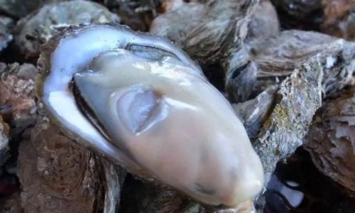 The Peak Season for the Fattest Laoshan Oysters:A Culinary Delight Unveiled