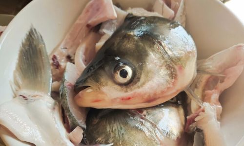 Mastering the Art of Steamed Fish Head:A Comprehensive Guide