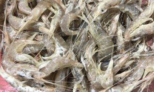 How to Make Crispy Fried Prawns:A Step-by-Step Guide