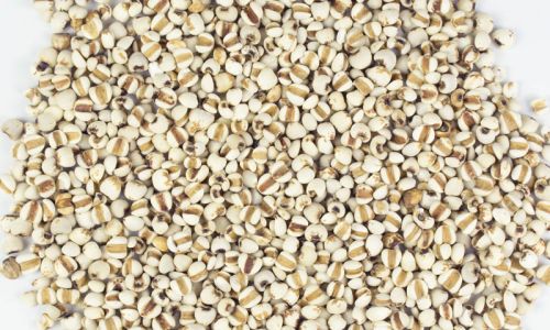 The Proper Way to Consume Coicis Semen:Unlocking Its Nutritional Potential