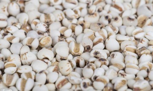 Can You Store Coix Seed Jobs Tears)in the Refrigerator?An In-Depth Guide