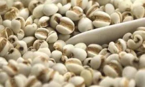 Can You Store Coix Seed Jobs Tears)in the Refrigerator?An In-Depth Guide