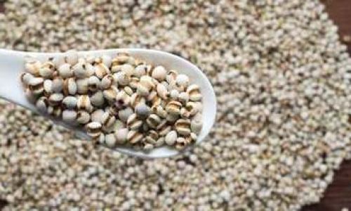 The Debate on Toasting Coix Seed Before Making Porridge:A Comprehensive Analysis
