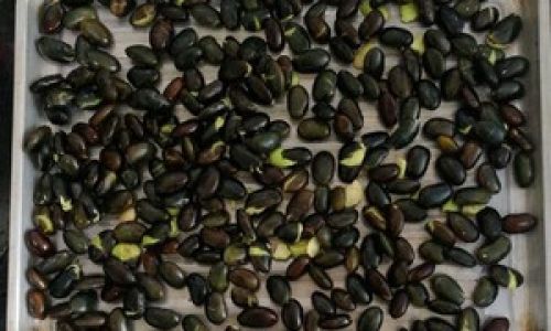 Can Coix Seed and Black Bean Be Roasted in an Oven and Then Ground into Powder?