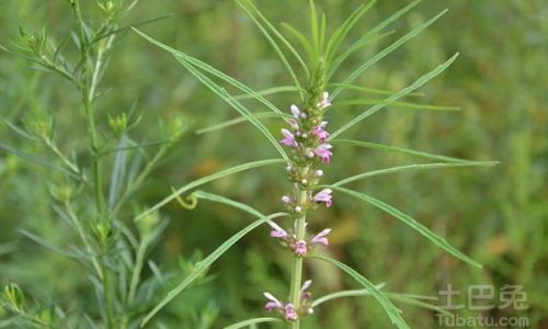 Various Cooking Methods for Motherwort Leonurus sibiricus)
