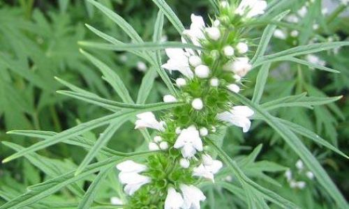 Various Cooking Methods for Motherwort Leonurus sibiricus)