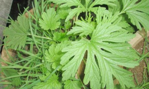 Various Cooking Methods for Motherwort Leonurus sibiricus)