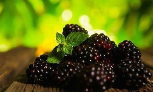 Exploring the Preservation Methods of Mulberry Wine:A Comprehensive Guide