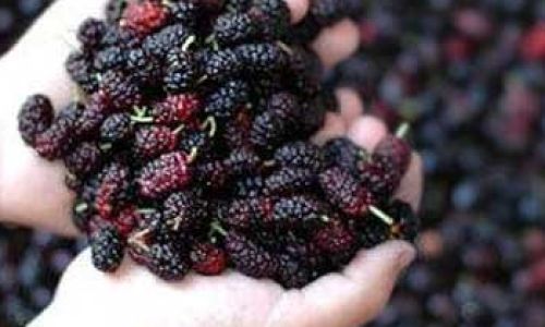 The Optimal Ratio and Type of Alcohol for Soaking Mulberries:A Comprehensive Guide