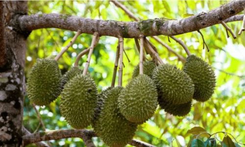 What to Do When You Cant Finish a Whole Durian
