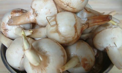 Exploring the Culinary Versatility of Arrowhead:A Guide to Traditional and Innovative Recipes