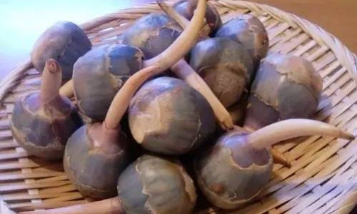 Exploring the Culinary Versatility of Arrowhead:A Guide to Traditional and Innovative Recipes