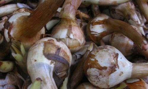 Mastering the Art of Peeling Arrowhead:A Comprehensive Guide to Efficient and Safe Techniques