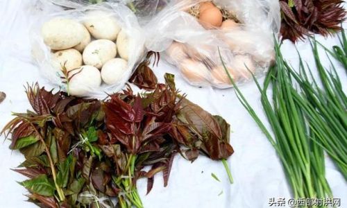 Mastering the Art of Cooking Toon Sprouts:Delicious Recipes and Tips to Elevate Your Dishes