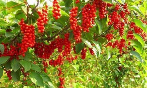 The Benefits and Considerations of Drinking Schisandra Tea in Spring:A Comprehensive Guide