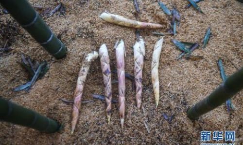 The Seasonal Delight:Unveiling the Peak Time for Spring Bamboo Shoots to Grace Global Markets