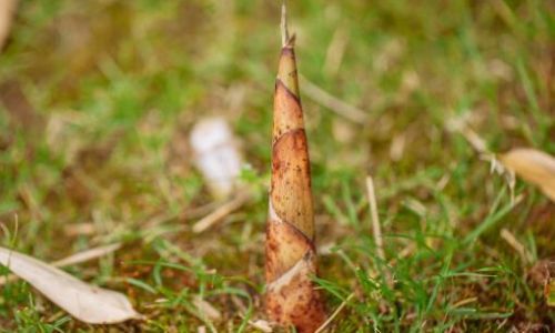The Seasonal Delight:Unveiling the Peak Time for Spring Bamboo Shoots to Grace Global Markets