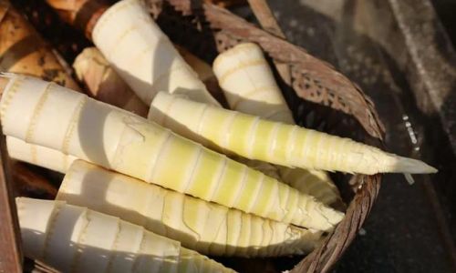 The Seasonal Delight:Unveiling the Peak Time for Spring Bamboo Shoots to Grace Global Markets