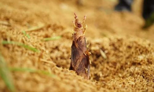 The Seasonal Delight:Unveiling the Peak Time for Spring Bamboo Shoots to Grace Global Markets