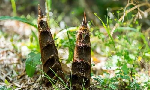 The Seasonal Delight:Unveiling the Peak Time for Spring Bamboo Shoots to Grace Global Markets