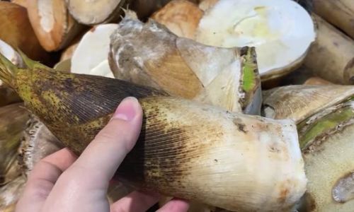 The Surprising Benefits of Blanching Spring Bamboo Shoots:A Culinary and Nutritional Guide