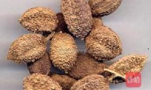The Art of Preparing Amomum Villosum:Traditional Techniques and Modern Applications