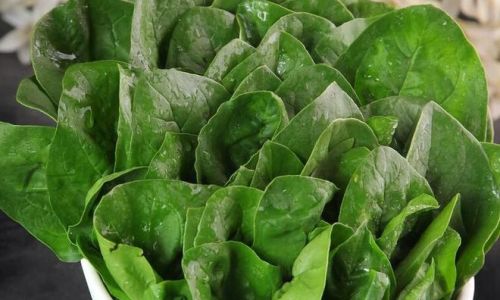 Spring Renewal:A Comprehensive Guide to Nourishing Seasonal Ingredients for Optimal Health