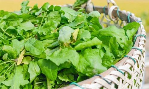 A Comprehensive Guide to Spring Vegetables:Varieties,Uses,and Nutritional Benefits