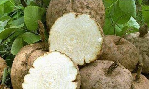 Springs Bounty:A Guide to Seasonal Mushrooms and Their Culinary Delights
