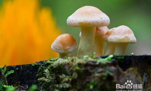 Springs Bounty:A Guide to Seasonal Mushrooms and Their Culinary Delights