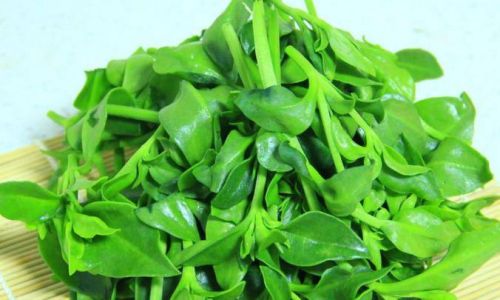 Understanding Andrographis:Flavor and Nutritional Profile