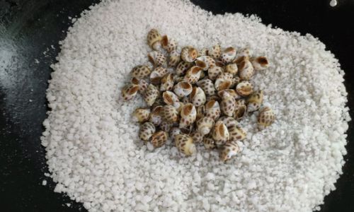 Mastering the Art of Salt-Baked Flower Snails
