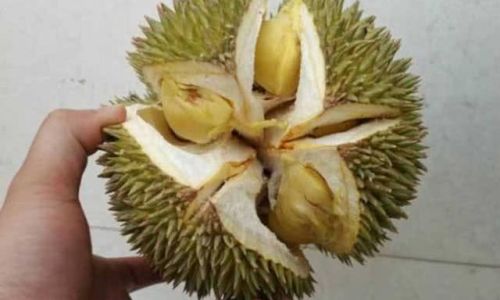 The Ideal Serving Size of Durian:Navigating the Delicate Balance of Flavor and Health
